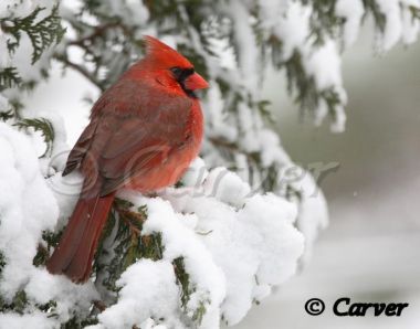 Cardinal on Snow
