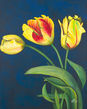 3-Yellow-tulips.jpg