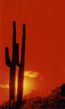 red_desert_cactus.jpg